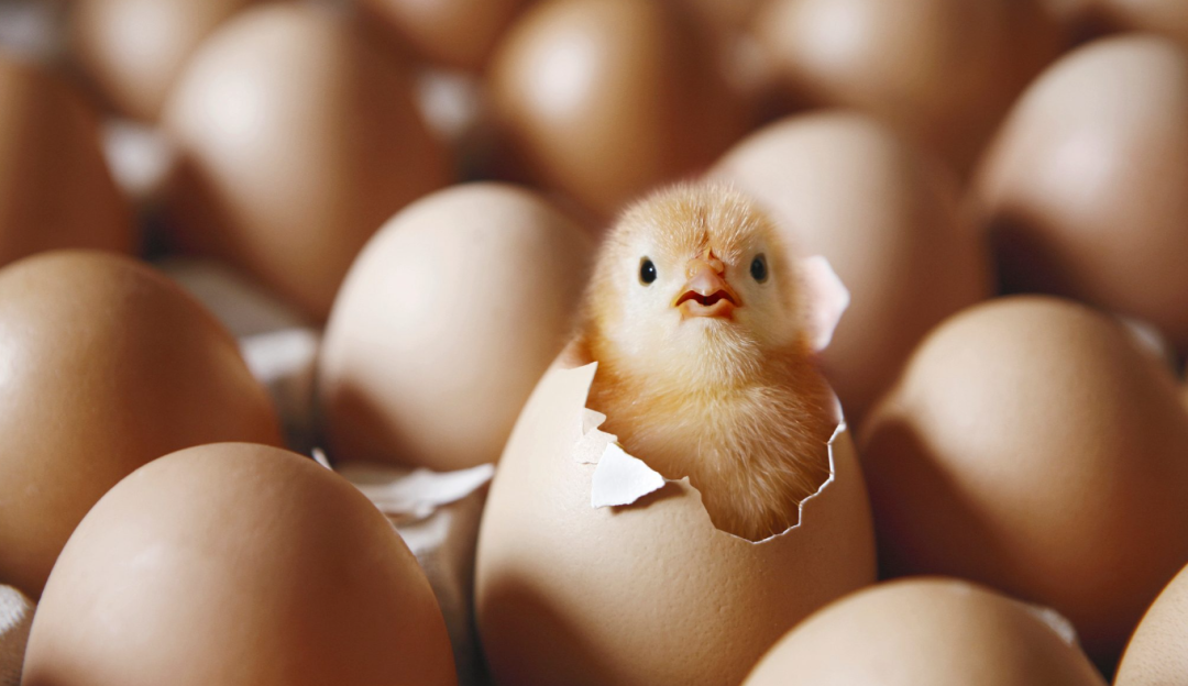 四喜:干嘛要聚焦束縛自己手腳?多業(yè)經(jīng)營(yíng)豈不是成功率更高?(圖2) 四喜:干嘛要聚焦束縛自己手腳?多業(yè)經(jīng)營(yíng)豈不是成功率更高?(圖2)